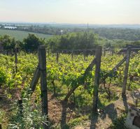 Vineyards near a cottage in the village of Banka with a view of the river and the countryside.