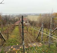 A vineyard on a slope with a view of a country house in Banka.