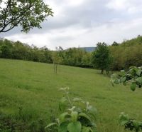 A vast green grassy plot with fruit trees surrounded by forest.