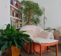 A comfortable chair by the bookshelf with plants, complemented by a wooden decor floor.