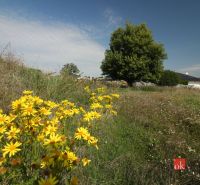 Beautiful yellow flowers and a tree adorn the plots - housing in Nitra under the blue sky.