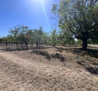 Land - housing in Dulov, Dulov. Fruit trees on a sunny meadow.