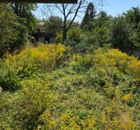 Overgrown plot with bushes and trees near the cottage on Popradská Street in Košice West.