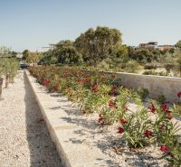 Garden with olive trees and flowers near a holiday apartment in Sevid.