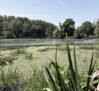 A lake surrounded by greenery and trees near a cottage in Bodíky.