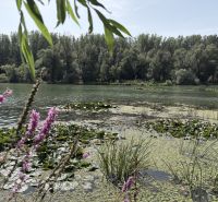 A peaceful river surrounded by trees and flowers in Bodíky near the cottage.