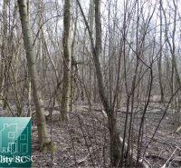 Residential forest plots near Starý prístav Street in Gabčíkovo with dense tree growth.