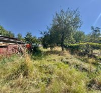 A garden at a family house in Lipany with a fruit tree and dense vegetation.