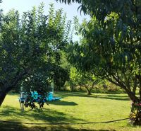 Fruit trees in the garden near the cottage in Lutila, with a lawn in the background.