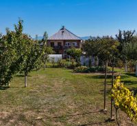 The garden at the family house on Sadova Street in the town of Vrbové with trees and vines.