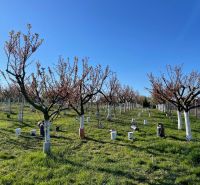 An orchard in Branovo, ideal for residential plots, with blooming trees.