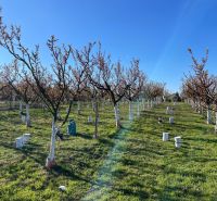 Fruit trees on plots in Branovo, ideal for living or recreation.