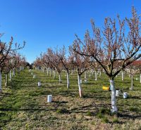 Orchards of fruit trees in Branovo, ideal for residential plots.