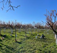 Orchards in Branov, land - housing. Trees with white trunks and grassy surface.