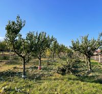 Fruit trees on a plot in Branov, ideal for living.