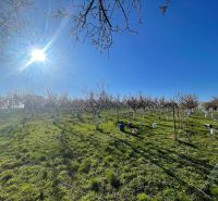 A sunlit garden in Branovo on Pozemky - housing, green grassy vegetation.