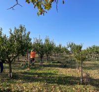 Orchard in Bran suitable for residential plots with trees and working people.