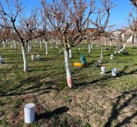 Orchards ready for living in Branovo. The plots offer trees in rows.