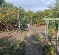 A garden in Nesvady with fruit trees and tomatoes in the foreground.