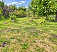 Greenery and trees on a residential plot in Staškov under the blue sky.