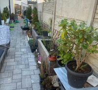 A narrow courtyard of a family house on Agátová in Kostolište with plants and a stone railing.