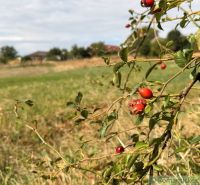 In the village on the plots - housing finds arrows on a bush in nature.