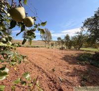 Pears on trees, arable land, and a view of fields in Dedinka, Residential plots.