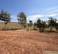 Trees and fields on a property in the village, ideal for living and relaxation.