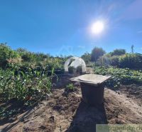 A sunny day in the gardens in Bruty, with tall corn and greenhouses.