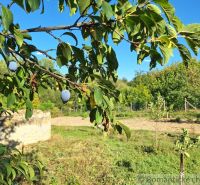 A plum hanging on a branch in the Brutov gardens on a sunny day.