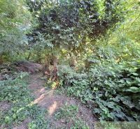 A forest path surrounded by dense greenery in the gardens near Bruty.