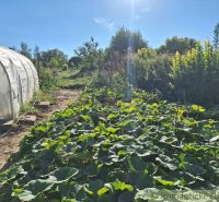 A greenhouse and lush vegetation in the garden in Bruty under a clear sky.