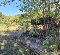Weeds growing by the old concrete foundation in the garden in Brutý.
