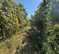 A vineyard with grapes and green vegetation in a family house, Nitra, Gorazdova Street.