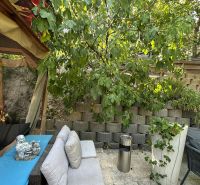 Outdoor seating with rattan furniture next to a fig tree on Cesta na Kamzík in Bratislava.