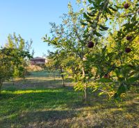 An orchard by a family house in Zlaté Moravce on a sunny day.