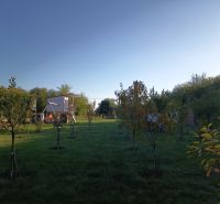 Lawn with trees in gardens at Tatranská 201, Zlaté Moravce.