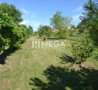 A garden with vineyards and fruit trees on the property of a family house in Hažín nad Cirochou.