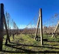 A vineyard in the village of Viničky with wooden supports and a clear blue sky.