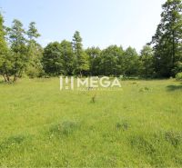 Greenery and trees on residential plots in Ptičie.