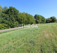 Greenery and road on residential plots in Snina on Hámorská Street.