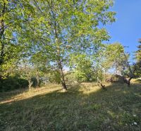 Gardens on Šípková Street in Košice, the Krásna district, full of green trees.