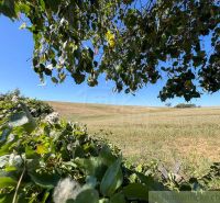Fields and trees surrounded by greenery in the Gardens near Pastuchov under the blue sky.