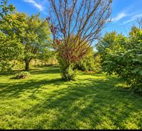The garden of a family house in Martovce with lush vegetation and a clear sky.