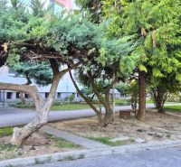Trees and greenery in front of the entrance of the apartment building on Dlhá Street in Nitra - Chrenová.