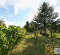 Garden at a family house in Štefanová on Hlavná Street with vines and trees.