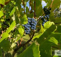 Grape clusters hanging from the vine surrounded by green leaves on a sunny day.