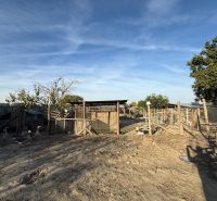 The courtyard of a family house in Komárno with ducks and a fence under the blue sky.