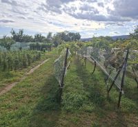 A vineyard in the village of Viničné on Hlavná Street, designated for residential use.