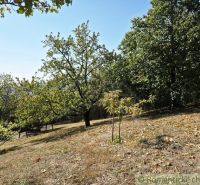 The garden by the cottage in Modrý Kameň with fruit trees on a sloping terrain.